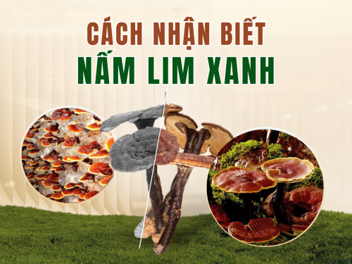 Cách nhận biết nấm Lim Xanh: Hướng dẫn chi tiết để không mua nhầm hàng giả